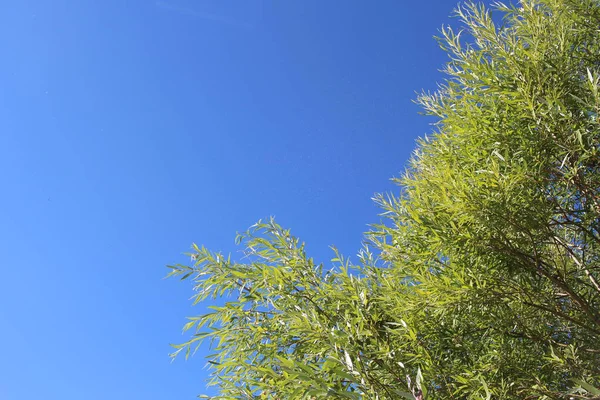 Rami Albero Verde Con Foglie Sullo Sfondo Del Cielo Pubblicità — Foto Stock