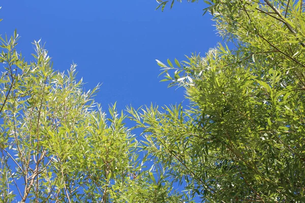 Rami Albero Verde Con Foglie Sullo Sfondo Del Cielo Pubblicità — Foto Stock