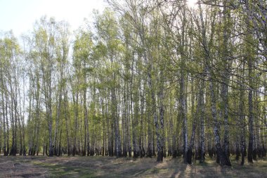 İlkbaharda huş ağaçlarının dallarında yeşil yapraklar olacak.