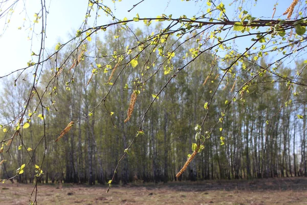 Una Rama Árbol Con Hojas Verdes Brillantes Primavera Bosque Abedul —  Fotos de Stock