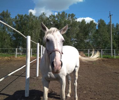 Köydeki bir çiftlikte beyaz bir at otlakta yürüyor.