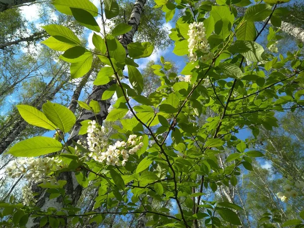 Flores Blancas Cerezo Ramas Árboles Primavera Bosque — Foto de Stock