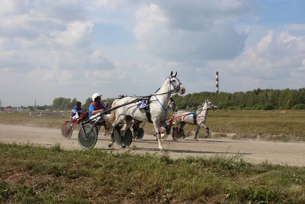 Rusko Novosibirsk 2019 Koně Soutěžích Připoutáni Vozu Pro Běh Závodní — Stock fotografie