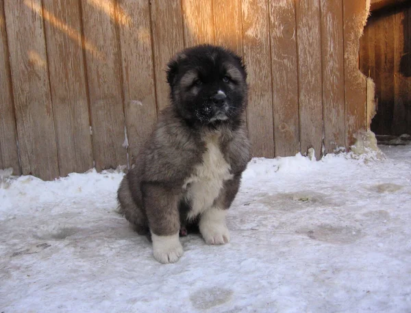 Divertente Cucciolo Soffice Seduto Sulla Neve Inverno — Foto Stock