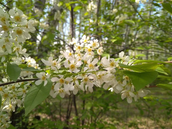 Flores Blancas Cerezo Ramas Árboles Primavera Bosque —  Fotos de Stock