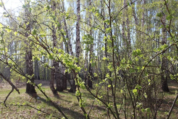 Hojas Verdes Florecieron Ramas Árboles Primavera Bosque —  Fotos de Stock