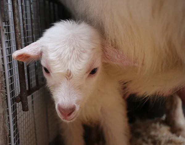 Recién Nacido Niño Blanco Con Madre Cabra Bebé Animal Granja — Foto de Stock