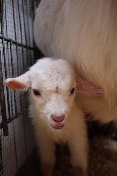 Recién Nacido Niño Blanco Con Madre Cabra Bebé Animal Granja — Foto de Stock