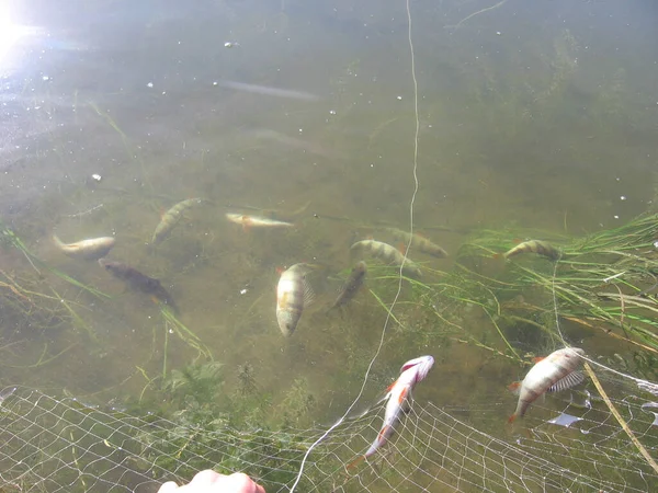 Pescado Muerto Atrapado Enredado Las Redes Cazadores Furtivos Del Río — Foto de Stock