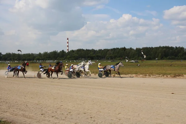 Rusia Novosibirsk 2019 Caballos Competiciones Enganchados Carruaje Para Correr Pista —  Fotos de Stock