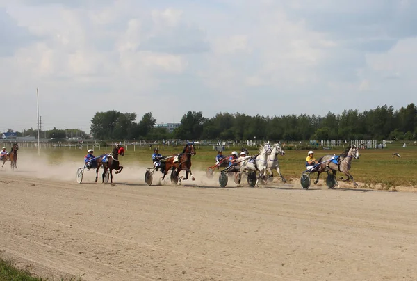 Rusland Novosibirsk 2019 Paarden Concoursen Die Worden Ingezet Voor Een — Stockfoto