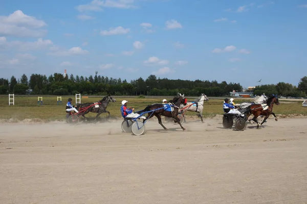 Rusia Novosibirsk 2019 Caballos Competiciones Enganchados Carruaje Para Correr Pista — Foto de Stock