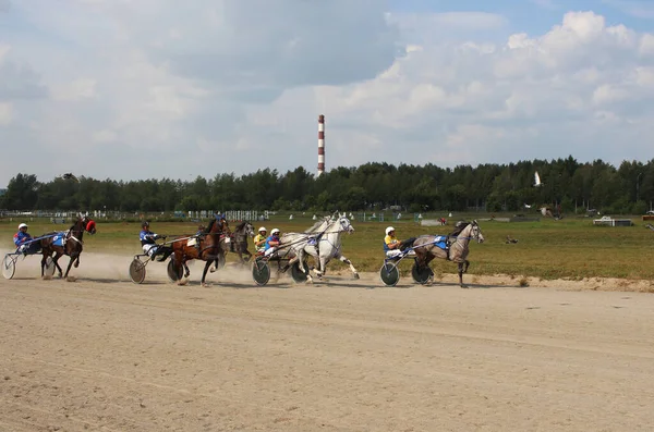 Russia Novosibirsk 2019 Horses Competitions Harnessed Carriage Running Racetrack Riders — Stock Photo, Image