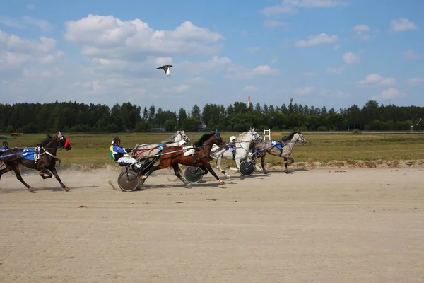 Rosja Nowosybirsk 2019 Konie Zawodach Zaprzęgniętych Powozu Biegania Torze Jeźdźcami — Zdjęcie stockowe