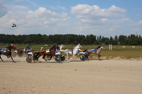 Ryssland Novosibirsk 2019 Hästar Vid Tävlingar Som Hålls Vagn För — Stockfoto
