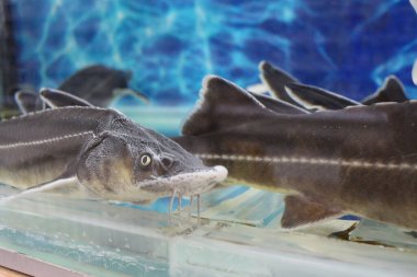 Akvaryumda canlı balıklar suda yüzer.