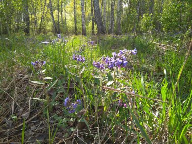 İlkbaharda çiçekli taze yeşil çimenler ormanda toprakta yetişir.
