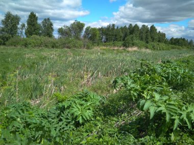 İlkbaharda çiçekli taze yeşil çimenler ormanda toprakta yetişir.