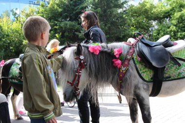 Rusya, Novosibirsk 30.06.2019: Sokakta at midillisini okşayan bir çocuk
