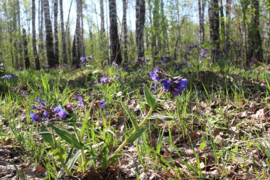 İlkbaharda taze yeşil çimlerde çiçekler büyür ormanda toprakta.