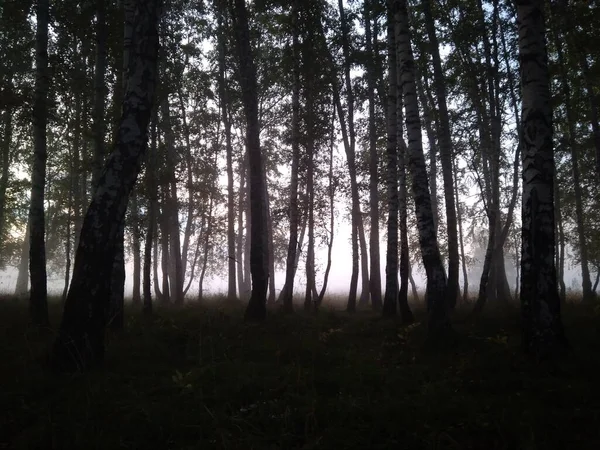 Floresta Nevoeiro Pela Manhã Natureza Com Silhuetas Escuras Árvores Nos — Fotografia de Stock