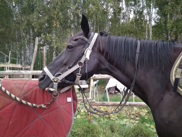 Cheval Dans Une Bride Attaché Sur Une Ferme Dans Enclos — Photo