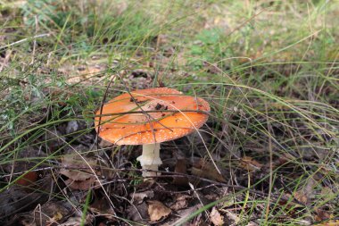 Zehirli mantar. Çimenlerdeki ormanda yenmez.