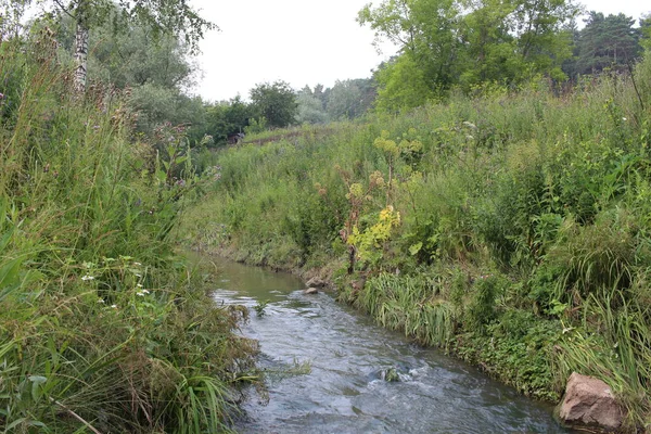 Kleiner Schmaler Bachlauf Gras Sommer Wald — Stockfoto