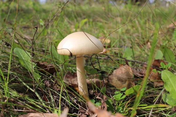 Giftiger Pilz Wächst Wald Gras — Stockfoto