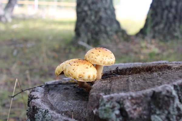 poisonous mushroom inedible grows in the forest in the grass