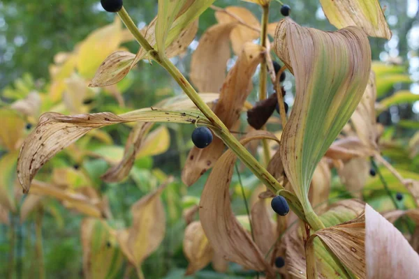 Δηλητηριώδη Lily Της Κοιλάδας Μούρα Μεγαλώνουν Βρώσιμα Στο Δάσος — Φωτογραφία Αρχείου