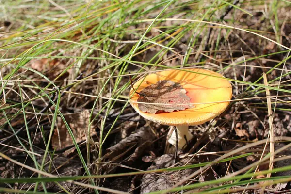 Poisonous Mushroom Inedible Grows Forest Grass — Stock Photo, Image