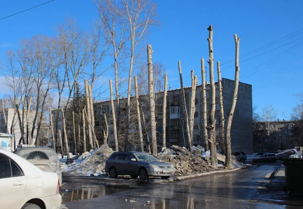 Росія Новосибірськ 2020 Міська Вулиця Брудними Потворними Деревами Розрізаними Гілками — стокове фото