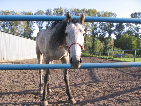 围场里农场里的一匹灰马把头伸出栅栏外散步 — 图库照片