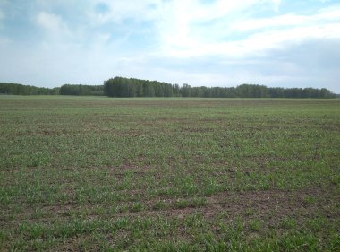 Baharda yeşil çimenli taze fidanlar