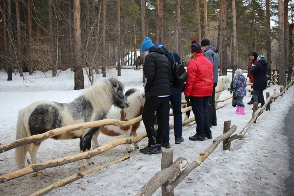 Россия Новосибирск 2020 Дети Гладят Лошадей Пони Загоне Ферме — стоковое фото