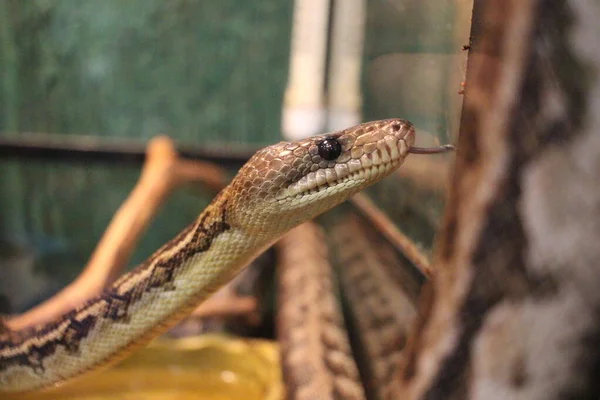 Serpiente Venenosa Terrario Víbora Gatea Reptil —  Fotos de Stock