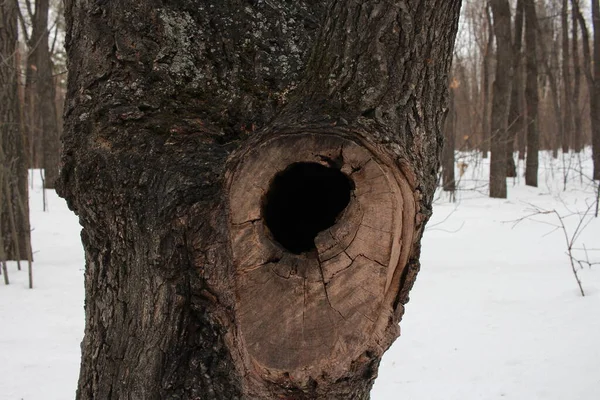 tree with a hole in the trunk hollow in winter