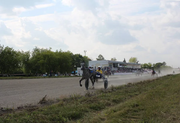 Rosja Nowosybirsk 2019 Konie Biegają Jeźdźcami Torze Wyścigowym Szybkość Zawodach — Zdjęcie stockowe