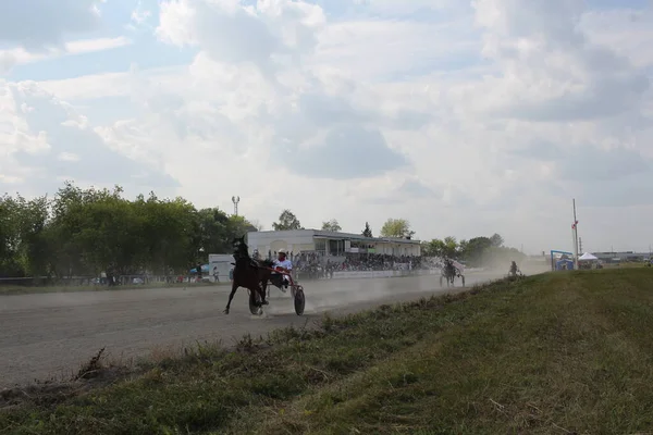 Rosja Nowosybirsk 2019 Konie Biegają Jeźdźcami Torze Wyścigowym Szybkość Zawodach — Zdjęcie stockowe