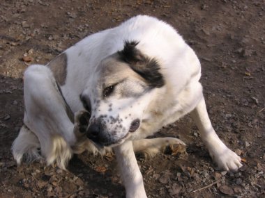 Büyük tüylü köpek, parazitli pirelerin pençesiyle kulağını tırmalıyor.