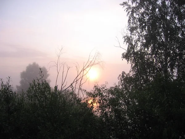 Pôr Sol Noite Floresta Sobre Árvores Natureza — Fotografia de Stock