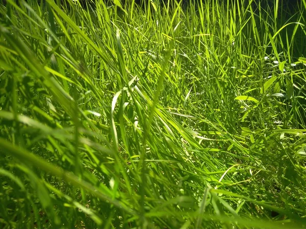 Bright Green Juicy Grass Summer Nature Background — Stock Photo, Image