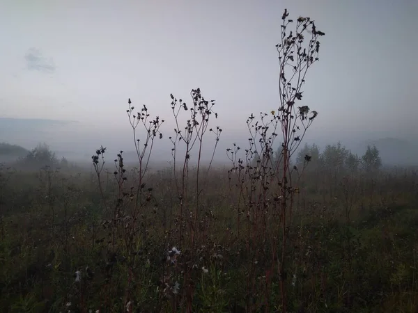 Fog Morning Field Dry Grass Autumn — Stock Photo, Image