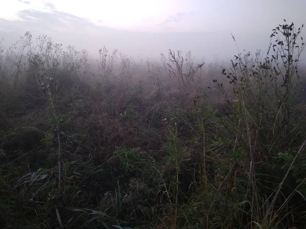 Nevoeiro Manhã Campo Entre Grama Seca Outono — Fotografia de Stock