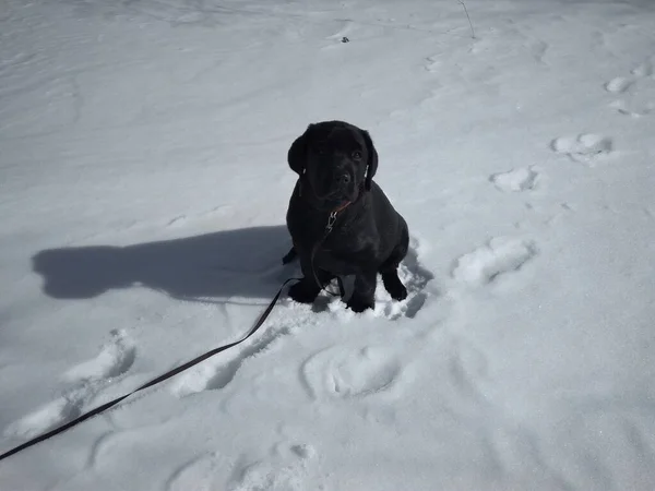 Mały Czarny Szczeniak Labrador Siedzi Śniegu Zimą Spacerze — Zdjęcie stockowe