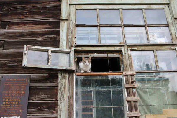 Rusia Novosibirsk 2019 Kucing Duduk Jendela Rumah Kayu Tua Jalan — Stok Foto