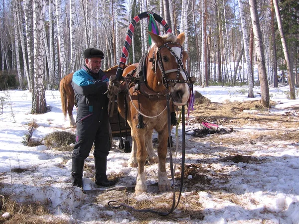 Россия Новосибирск 2009 Жених Привязывает Лошадь Саням Зимой Селе — стоковое фото