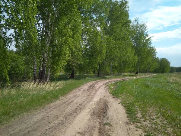 Yazın ormandaki toprak yolda yeşil ağaçların arasında araba sürmek için.