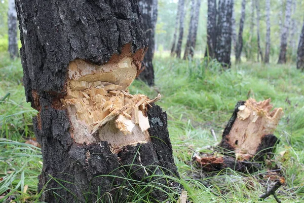 Arbre Coupé Avec Bois Dans Forêt Braconniers Ruiné Nature Pour — Photo